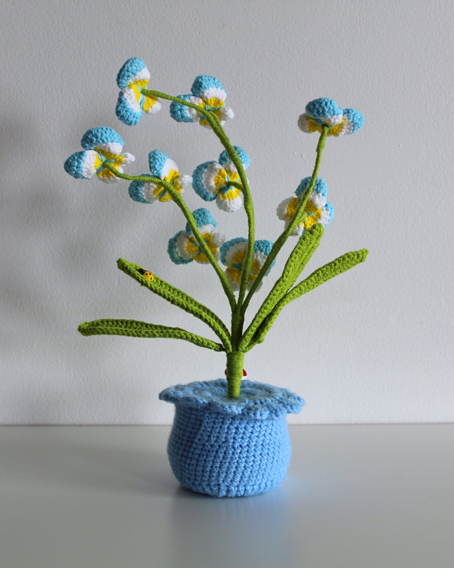 Blue Primrose - Forever bloom