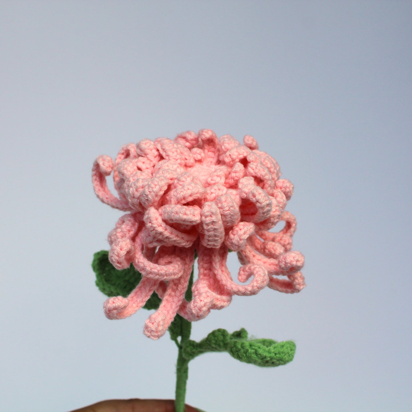 Ballet Pink Chrysanthemum - Forever Bloom
