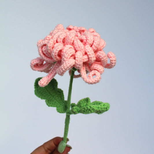 Ballet Pink Chrysanthemum - Forever Bloom