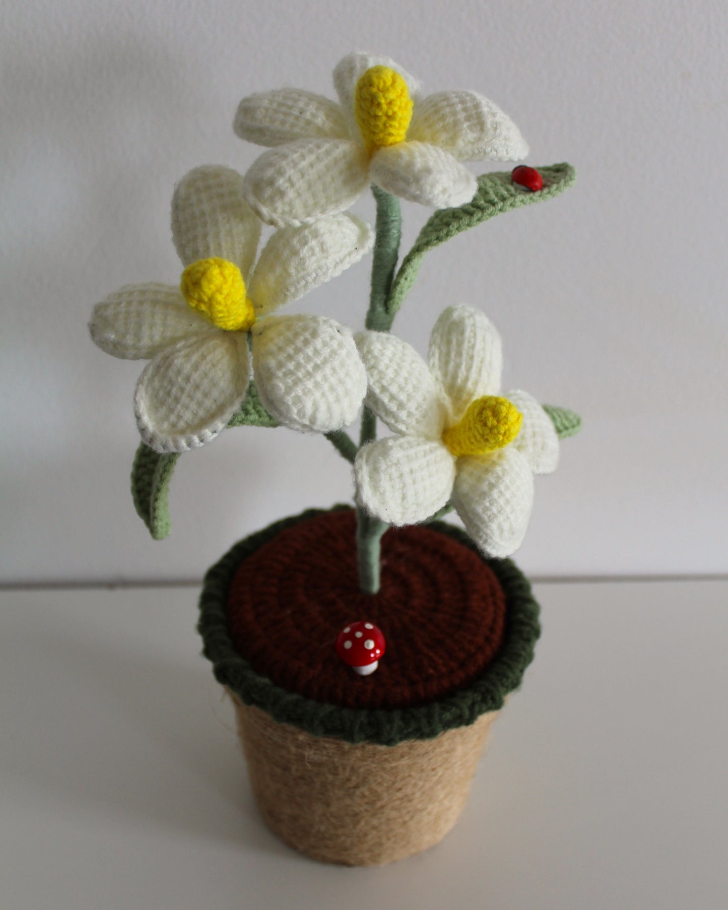 Sweet Daisy Bloom - Forever blooms