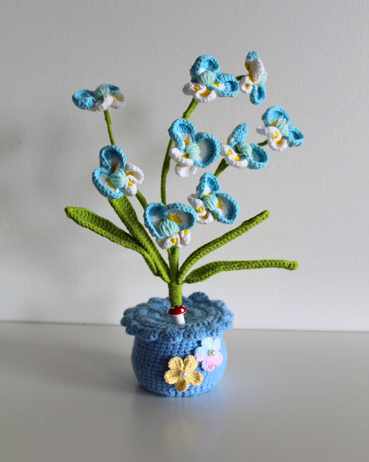 Blue Primrose - Forever bloom