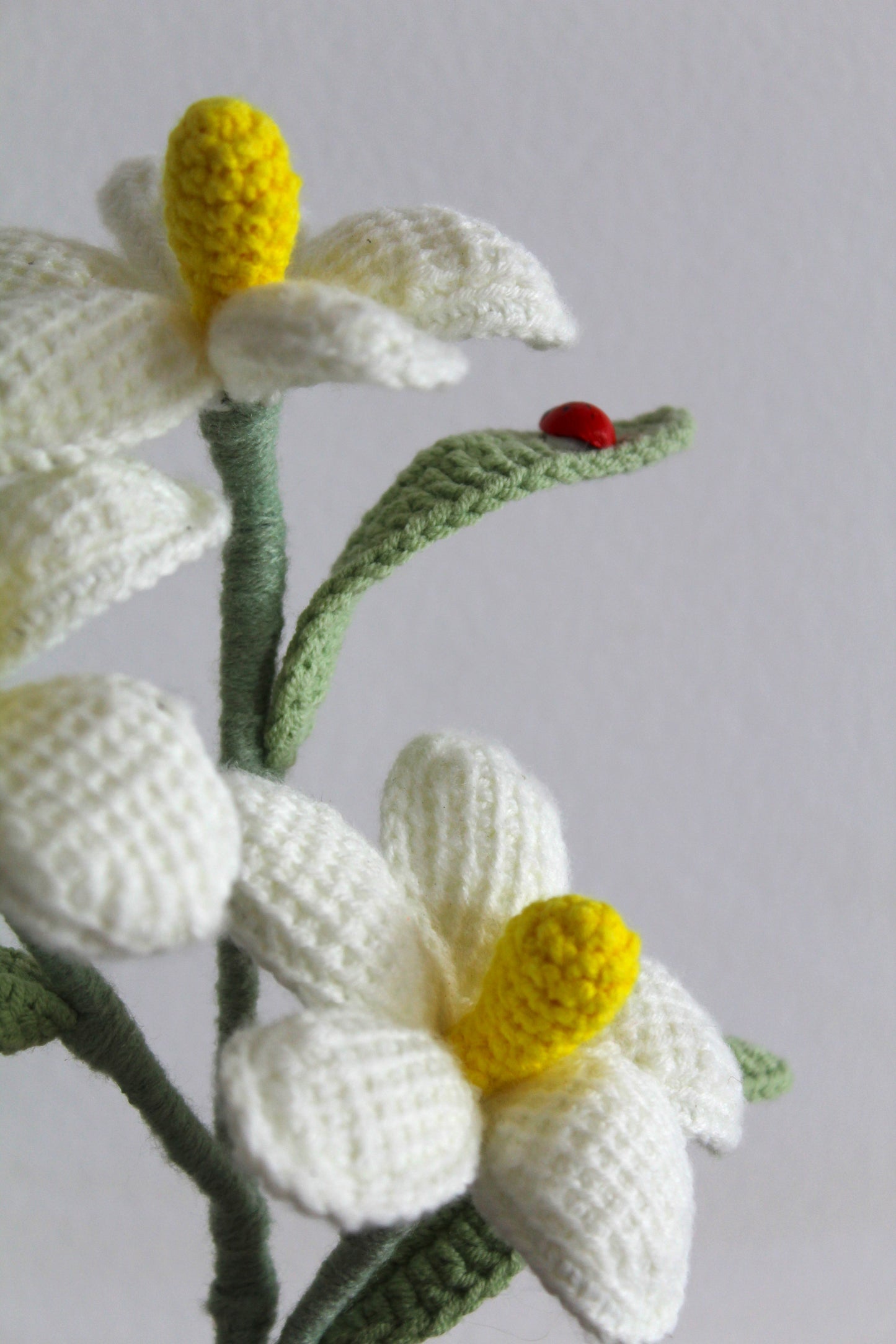 Sweet Daisy Bloom - Forever blooms