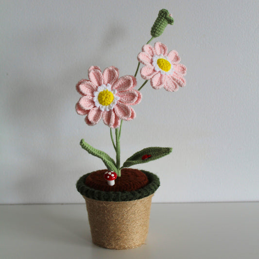 Blush Daisy - Forever blooms