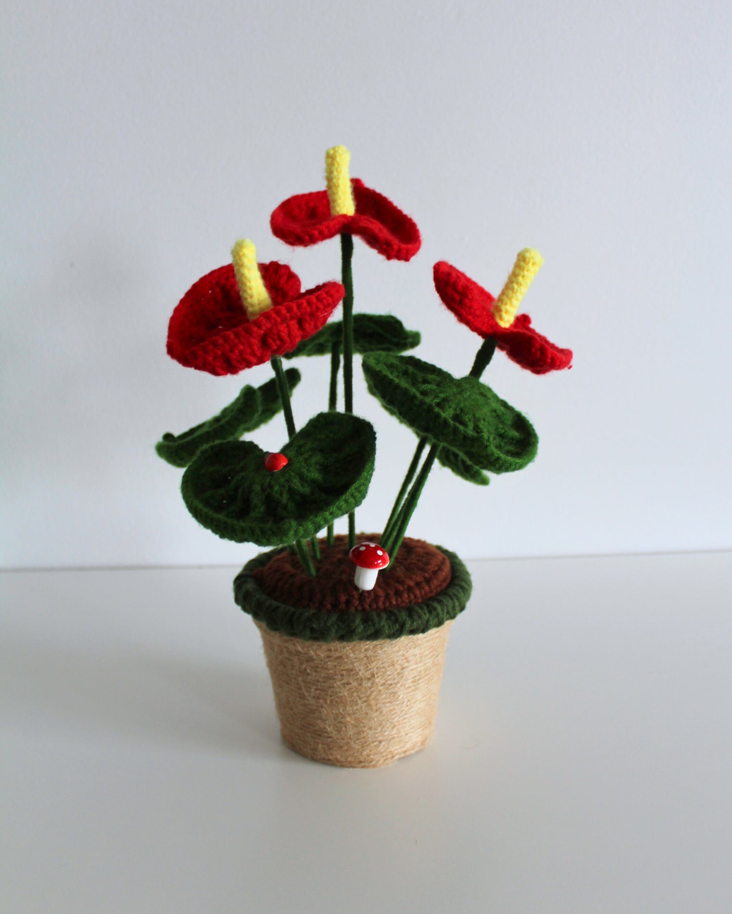Scarlet Anthurium - Forever bloom