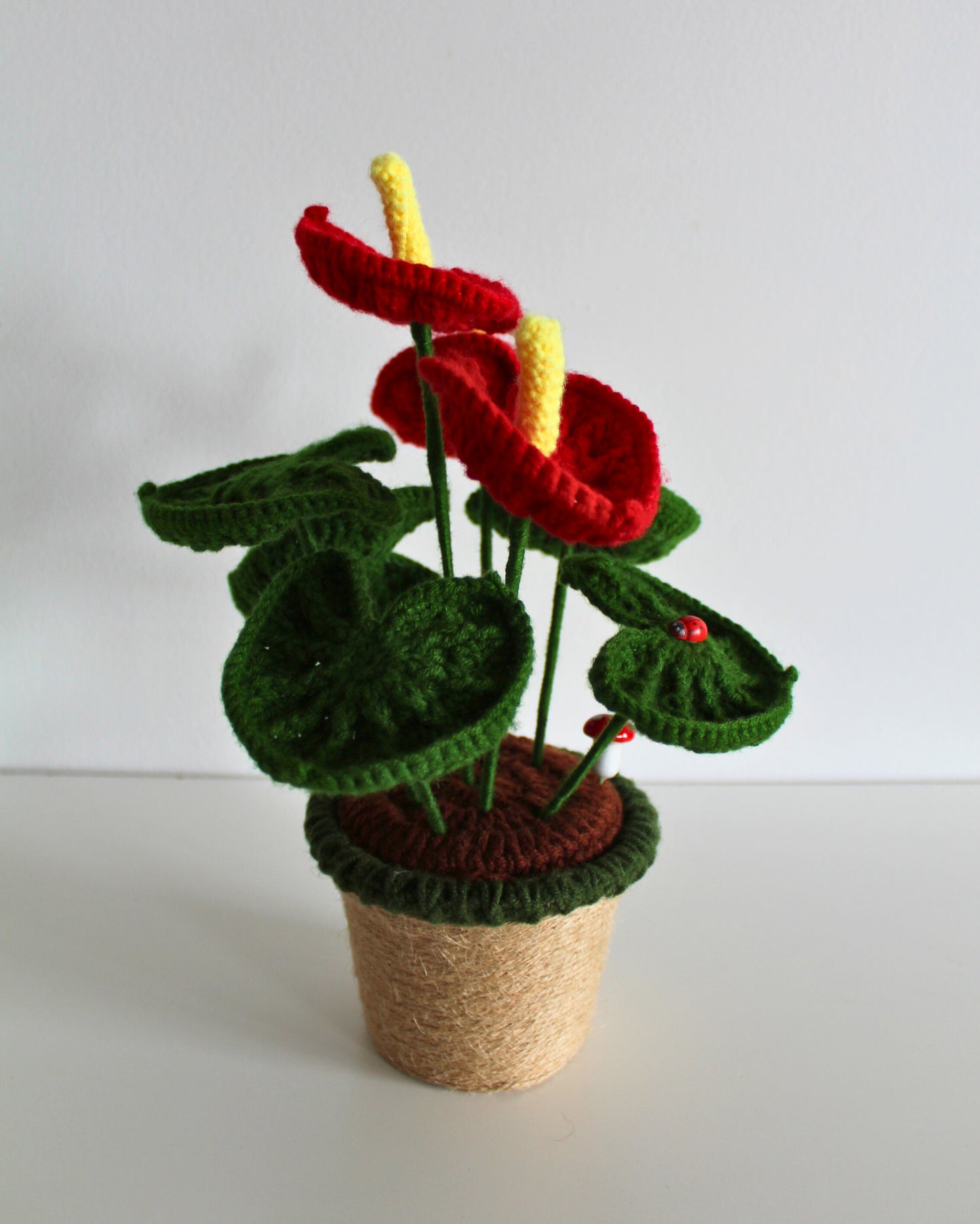 Scarlet Anthurium - Forever bloom